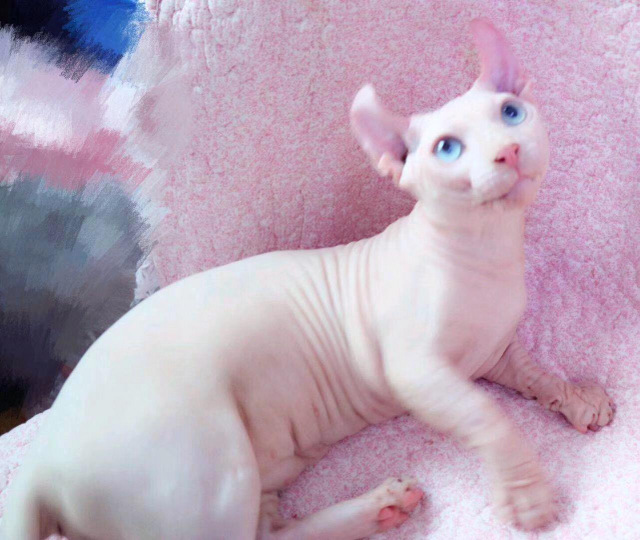 世界名猫排行榜前十