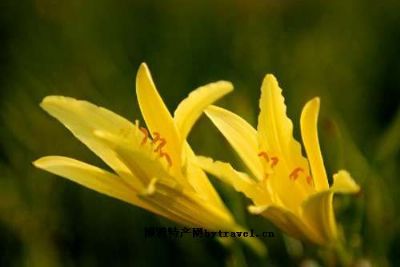 山西丰富物产是什么(山西最具代表性的东西) 山西丰富物产是什么(山西最具代表性的东西)