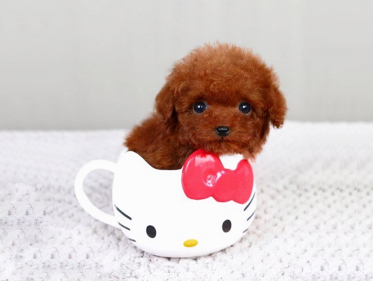 茶杯犬多少钱一只(茶杯犬好养吗？大概多少钱？养茶杯犬需要注意什么)
