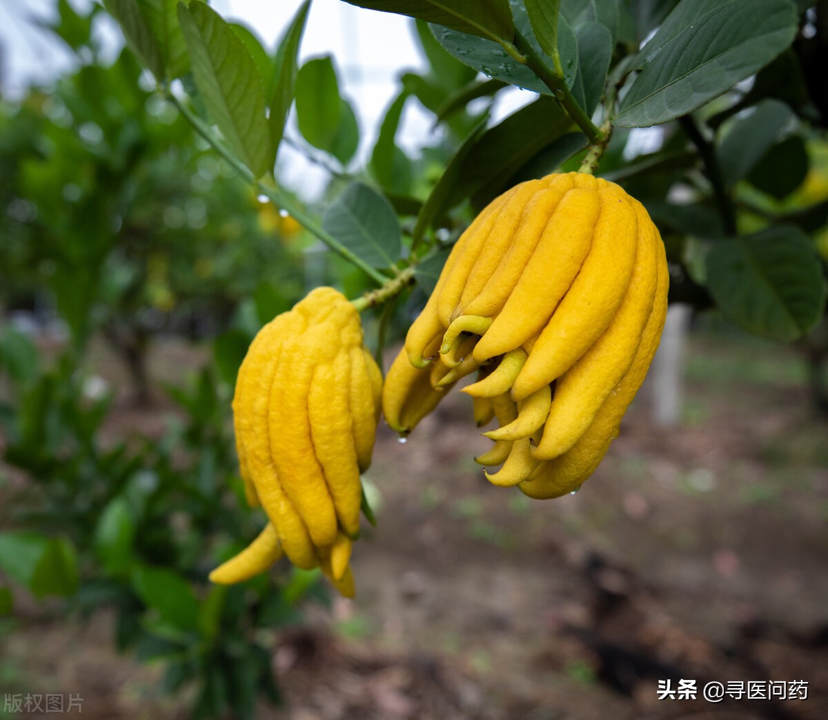佛手吃法介绍(佛手怎么吃)