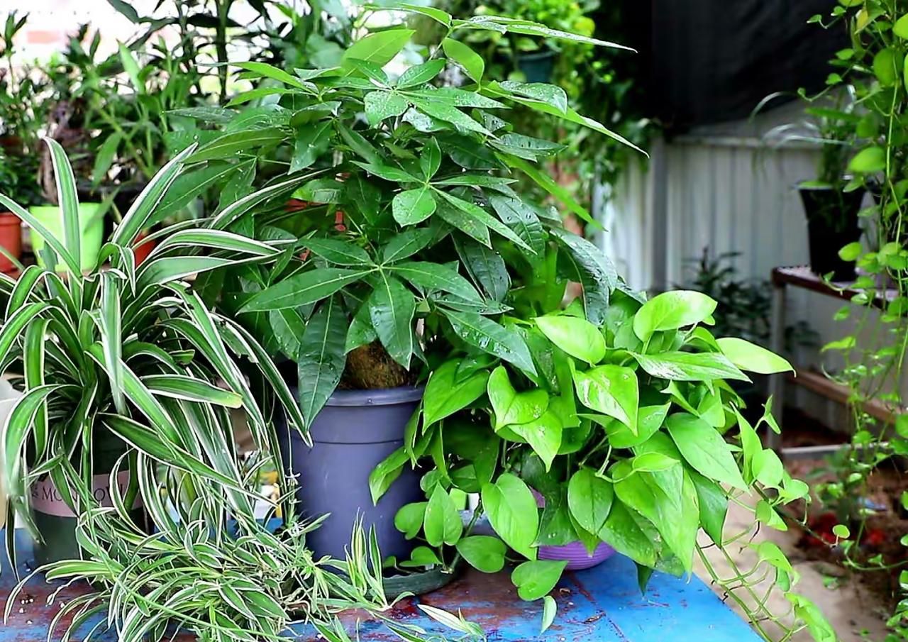 客厅养这三种花最合适(客厅放什么花好看又旺)