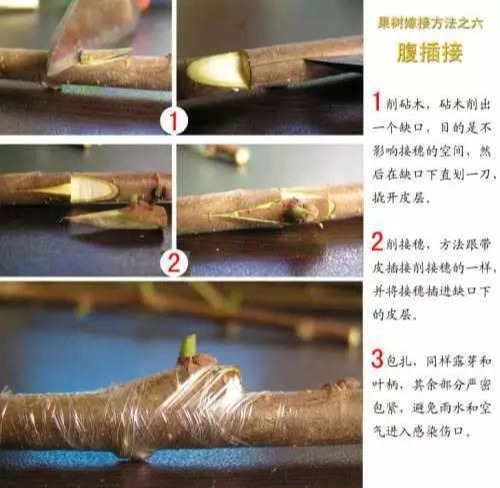 如何嫁接猕猴桃(最好的嫁接方法) 如何嫁接猕猴桃(最好的嫁接方法)