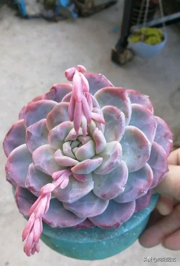 如何植物怎么养?多肉植物,十大养护技巧 如何植物怎么养?多肉植物,十大养护技巧