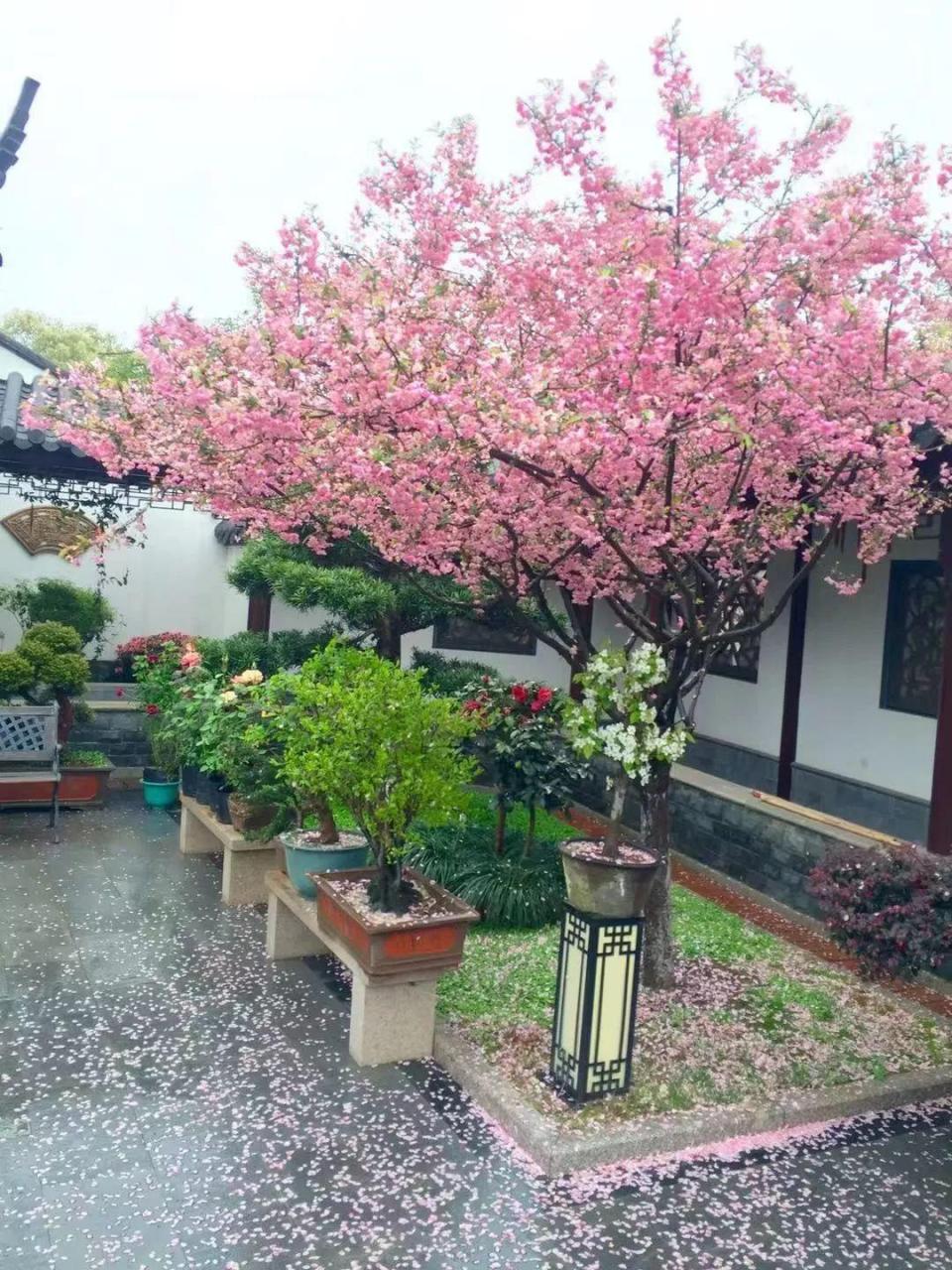 蜂鸟鹰蛾如何养才长得好