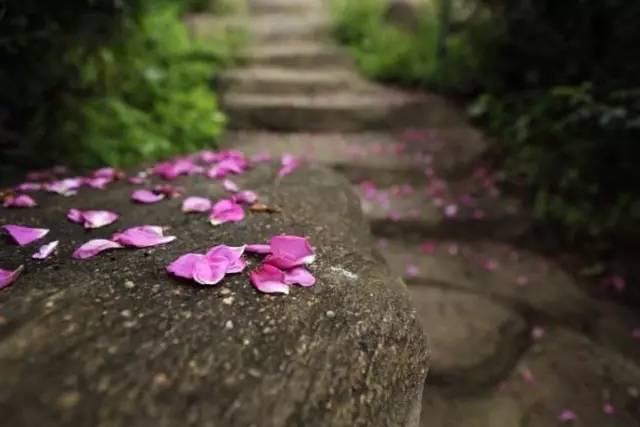 花落知多少是哪首诗(“春眠不觉晓处处闻啼鸟夜来风雨声花落知多少”是什么意思)