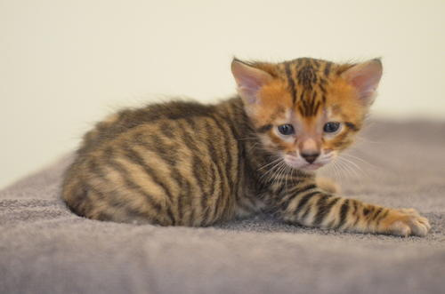 世界名猫排行榜前十