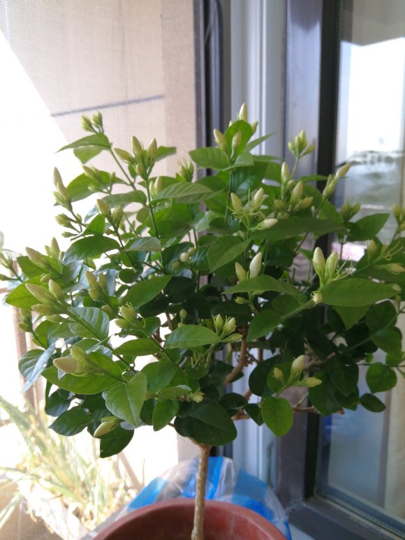 茉莉花怎么养(我很喜欢茉莉花，就是养不好，茉莉花应该怎样才能养好)