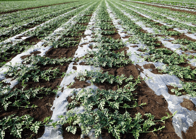 西瓜种植在几月份种比较好呢(西瓜种植时间和方法)