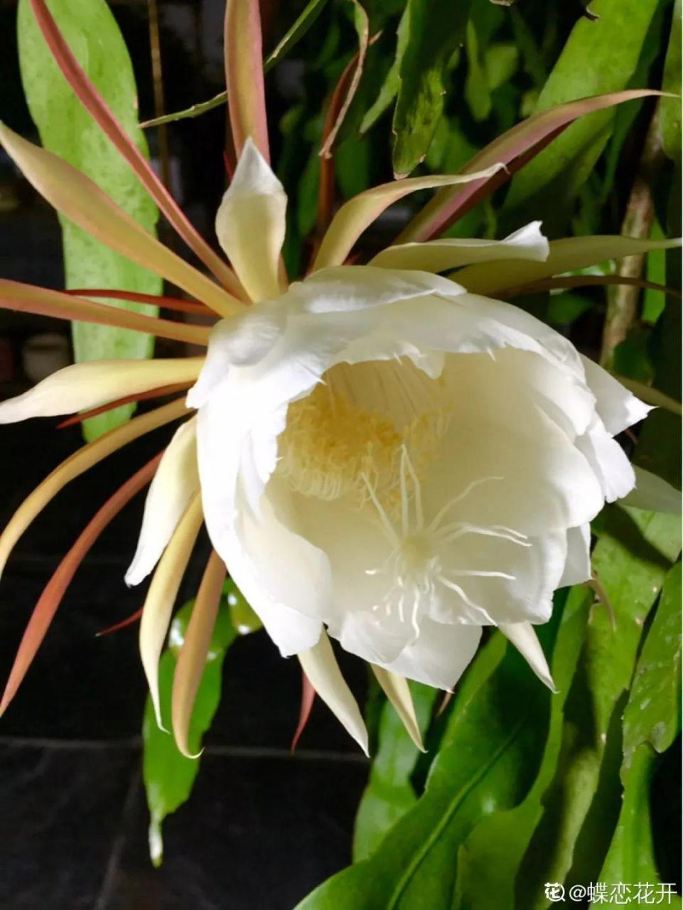 蜂鸟鹰蛾如何养才长得好