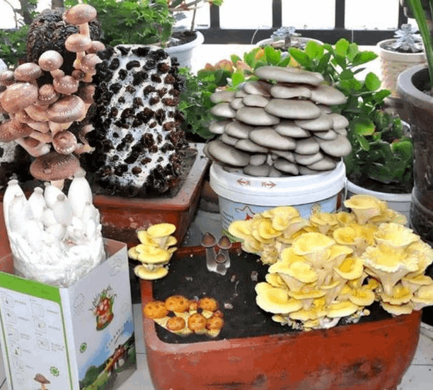 家庭蘑菇包种植方法是什么(家庭蘑菇包种植方法)