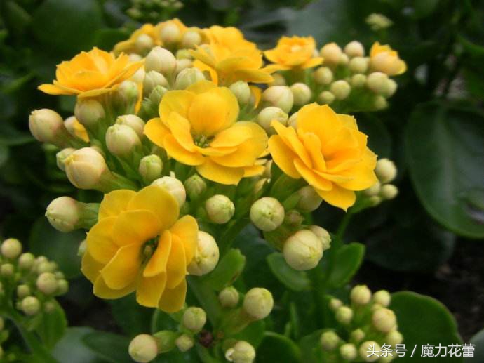 长寿花为什么致癌 (长寿花对人的危害)