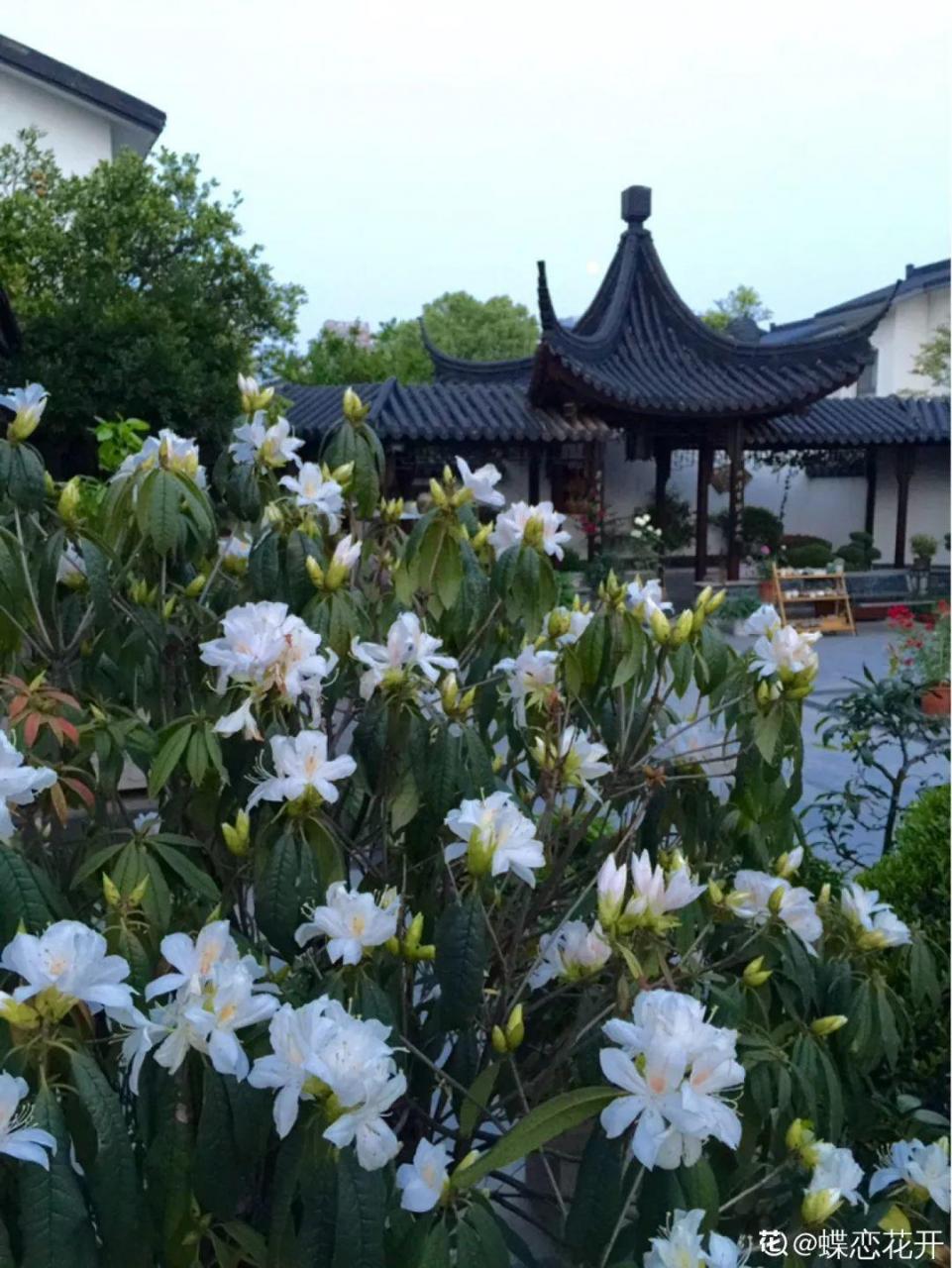 蜂鸟鹰蛾如何养才长得好