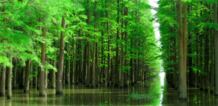 哪一种树被称为活化石(银杏和水杉是植物界的活化石你知道动物界的活化石是什么吗)