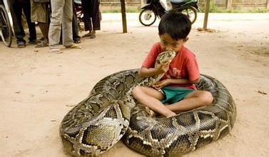 梦见巨蟒是什么预兆，梦到蛇到底代表了什么?