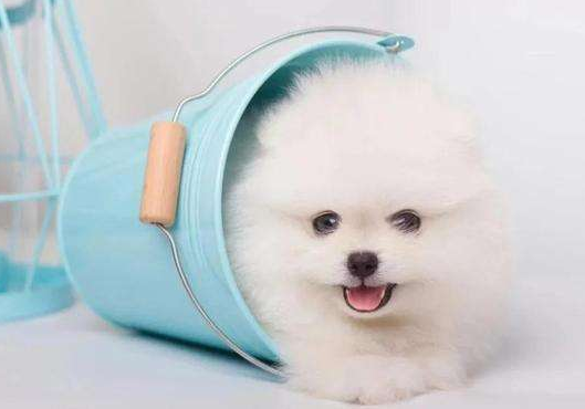 茶杯犬多少钱一只(茶杯犬好养吗？大概多少钱？养茶杯犬需要注意什么)