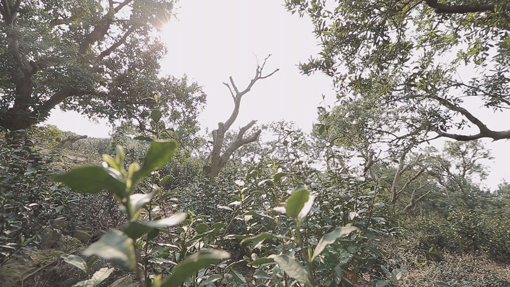 碧螺春产于哪里(为什么说只有苏州洞庭碧螺春才是最正宗的碧螺春)