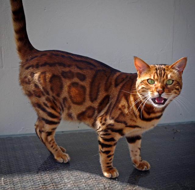 世界名猫排行榜前十