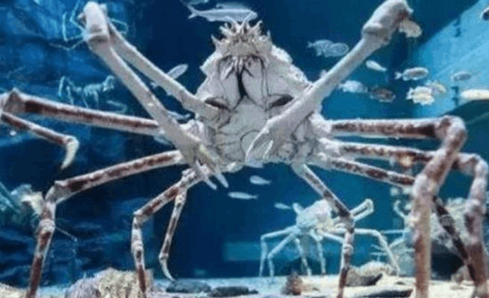 世界上最大的螃蟹(是什么蟹有多大) 世界上最大的螃蟹(是什么蟹有多大)