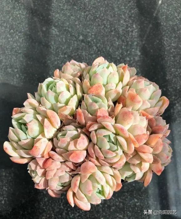 如何植物怎么养?多肉植物,十大养护技巧 如何植物怎么养?多肉植物,十大养护技巧