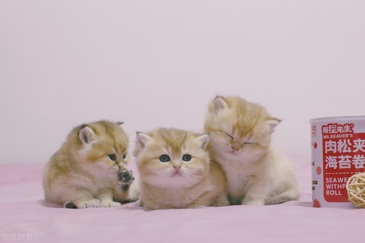 金渐层猫多少钱一只（金渐层猫昂贵的原因）