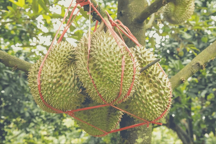 榴莲怎么挑(教你6招，挑出来的榴莲皮又薄又甜)