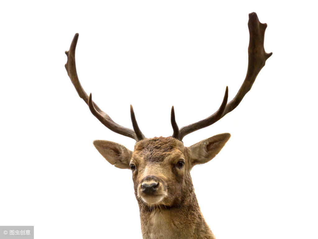 鹿茸片的功效与作用(吃鹿茸壮阳几天见效)