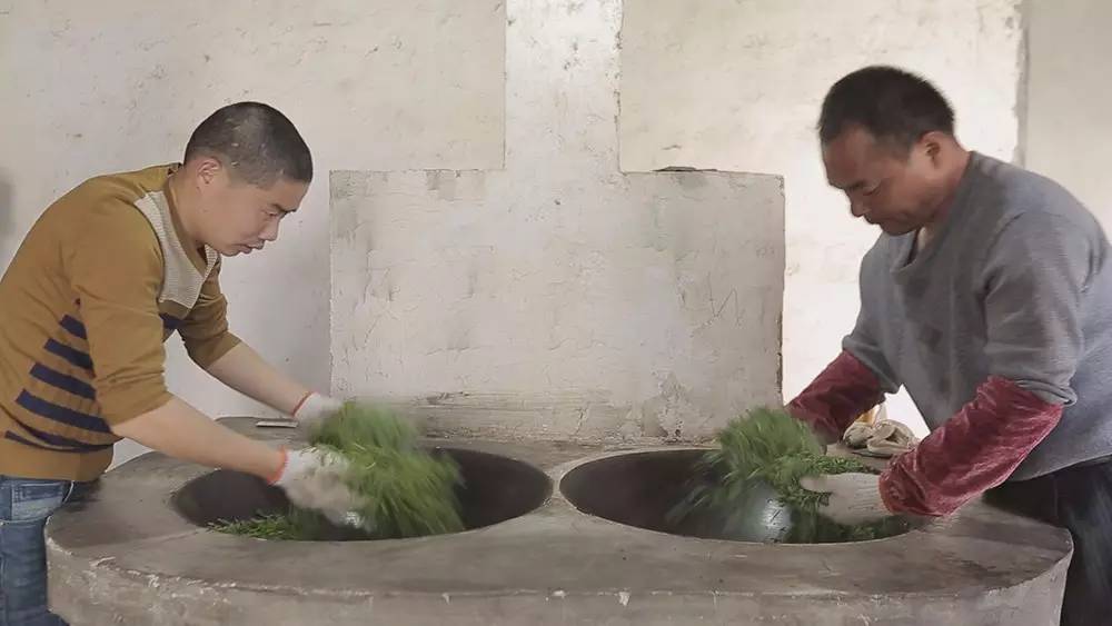 碧螺春产于哪里(为什么说只有苏州洞庭碧螺春才是最正宗的碧螺春)