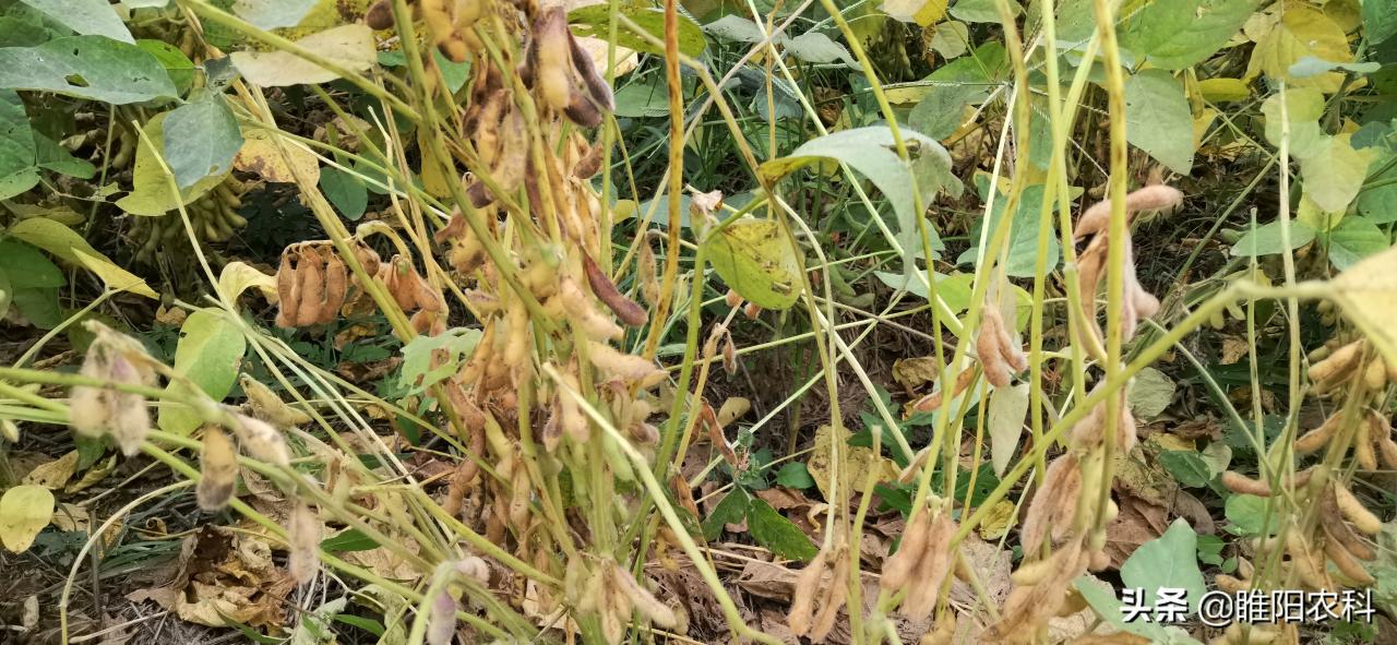 合农95大豆种子简介(合农69大豆种子简介)