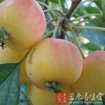 简要介绍海棠果的功效和作用及食用方法(海棠果的功效及作用及食用方法) 简要介绍海棠果的功效和作用及食用方法(海棠果的功效及作用及食用方法)