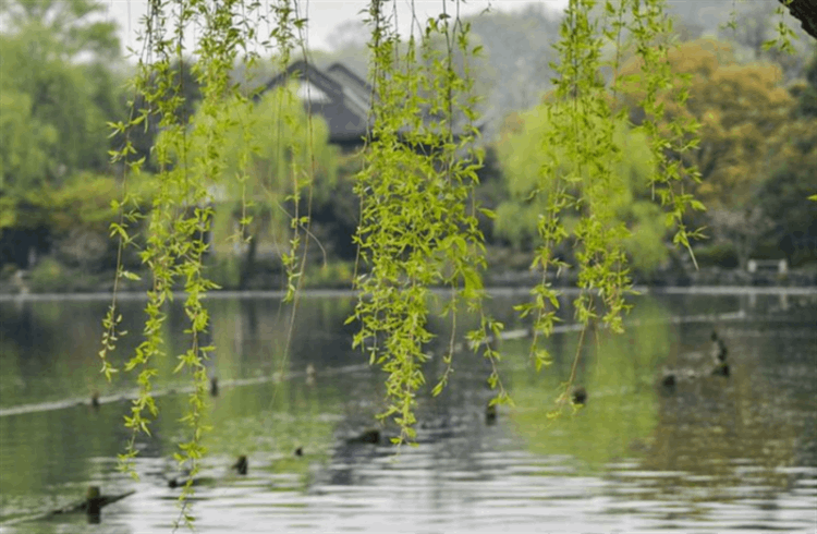 保护水资源的标语有哪些（教育类标语）