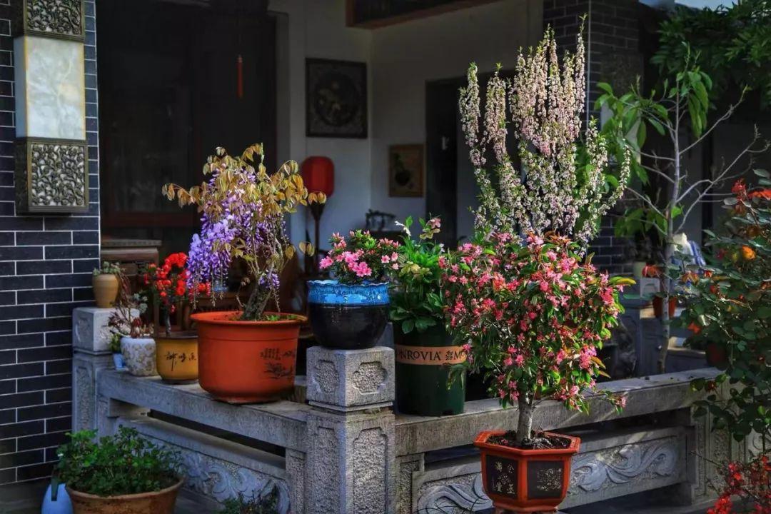 蜂鸟鹰蛾如何养才长得好