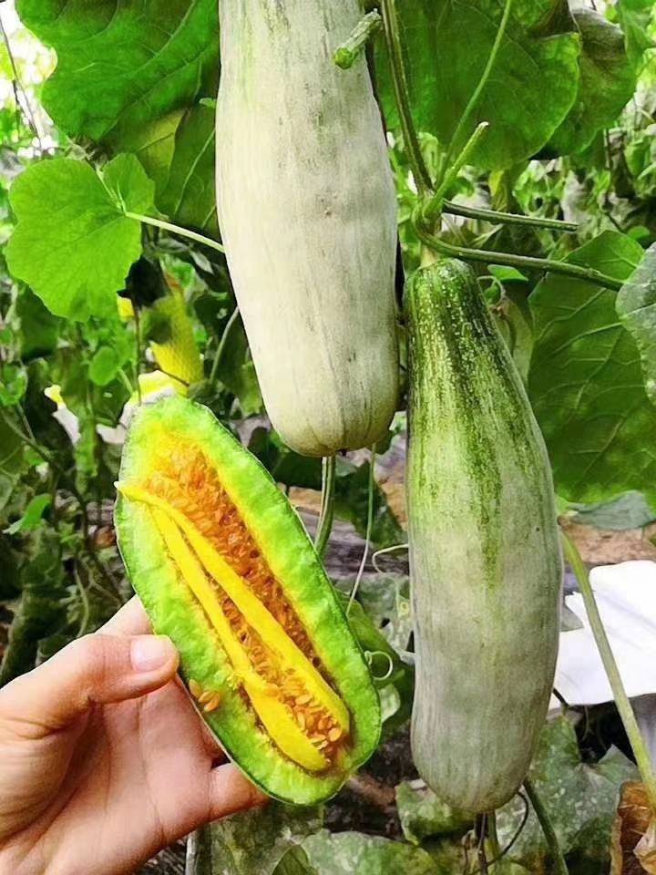 如何种植香瓜(种植香瓜)
