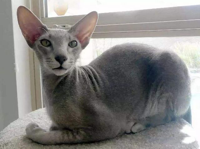 世界名猫排行榜前十