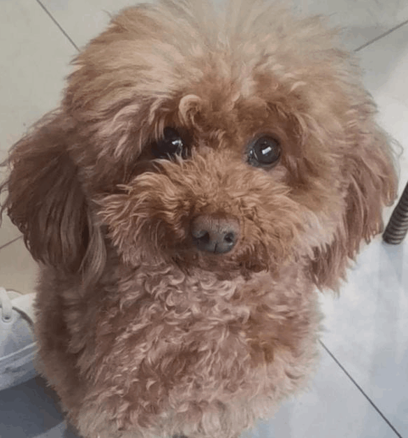 泰迪狗多少钱一只，1000元左右可购买普通泰迪犬（灰色最贵）