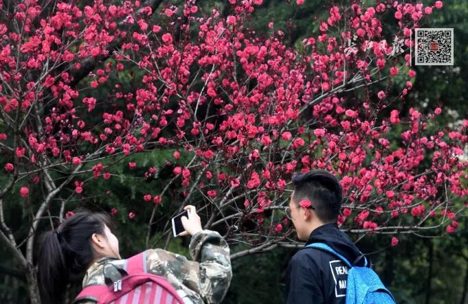武汉大学历任校花(武汉大学十大校花排行) 武汉大学历任校花(武汉大学十大校花排行)