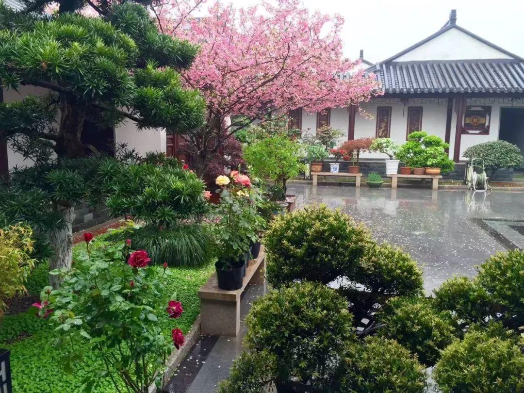 蜂鸟鹰蛾如何养才长得好