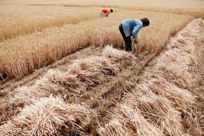 小麦价格走势(行情翻脸如翻书!小麦从暴涨到暴跌只用半天!咋回事?还能涨吗) 小麦价格走势(行情翻脸如翻书!小麦从暴涨到暴跌只用半天!咋回事?还能涨吗)