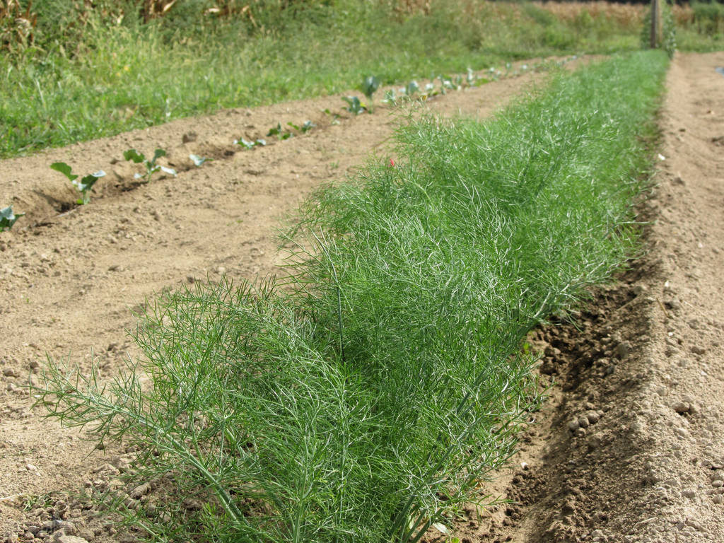 如何种植茴香(茴香)