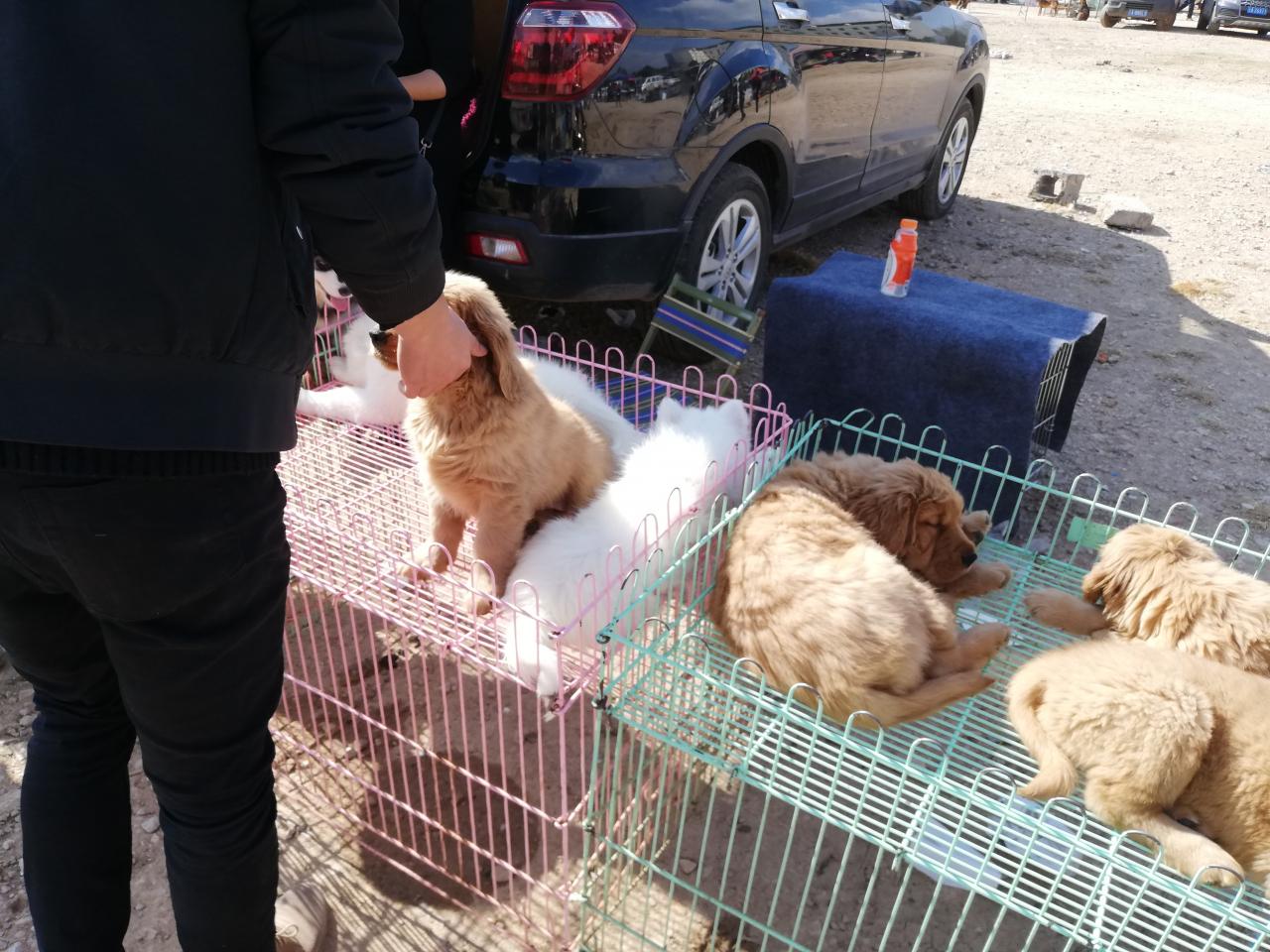 金毛犬多少钱一只幼崽(商贩开出价位800元一只) 金毛犬多少钱一只幼崽(商贩开出价位800元一只)
