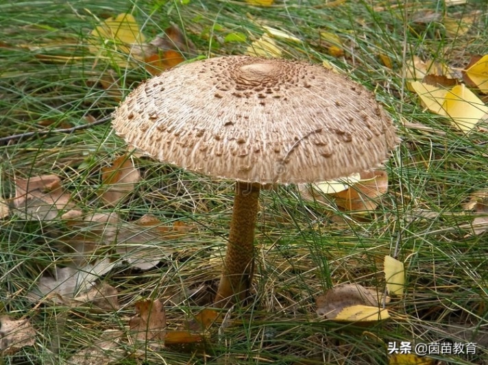 如何写提纲(编写作文提纲的基本步骤)
