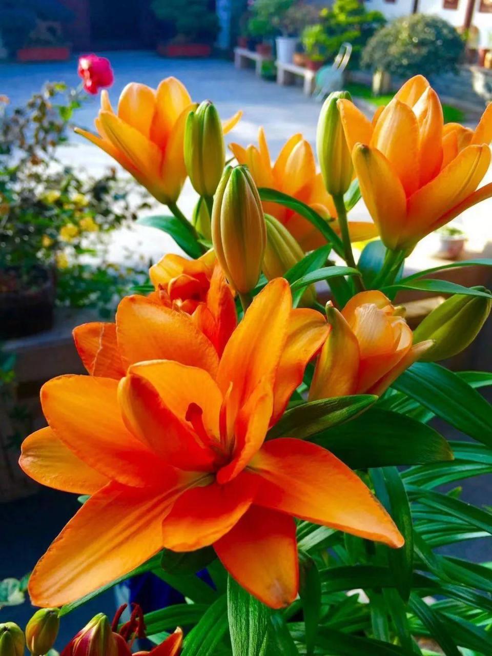 蜂鸟鹰蛾如何养才长得好