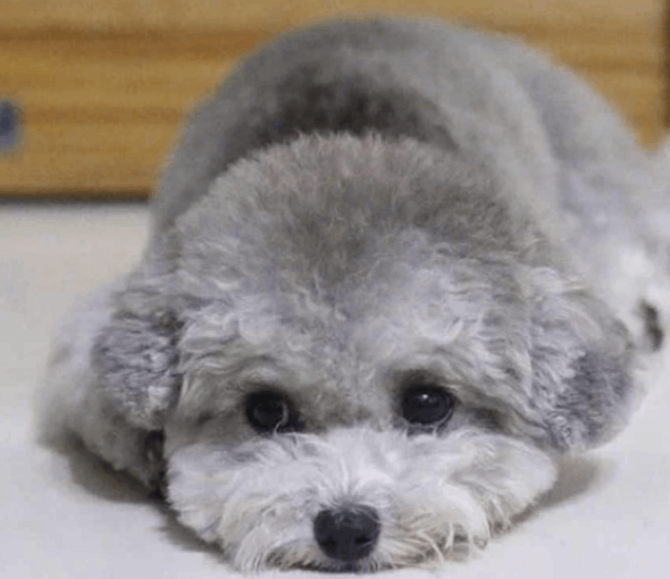 泰迪狗多少钱一只，1000元左右可购买普通泰迪犬（灰色最贵）