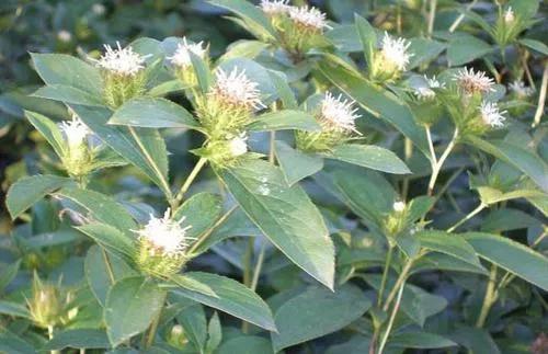 苍术的养殖方法(苍术的种植方法和技术) 苍术的养殖方法(苍术的种植方法和技术)