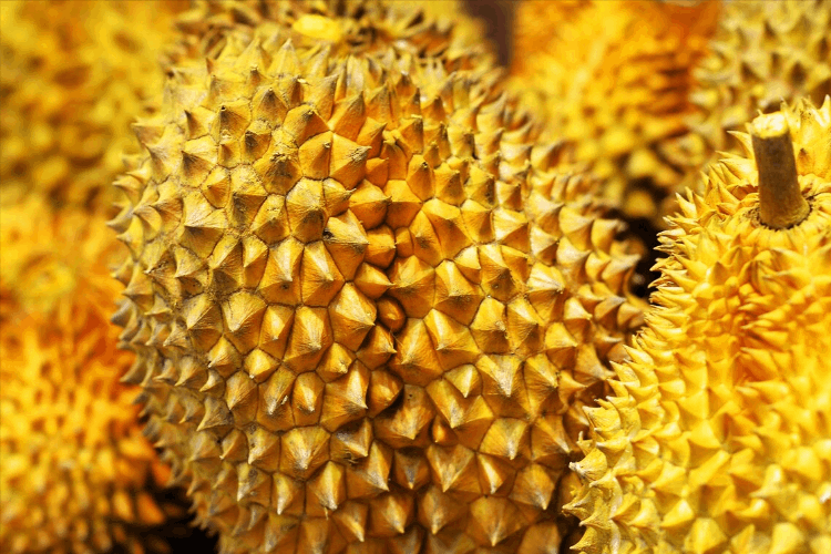 榴莲怎么挑(教你6招，挑出来的榴莲皮又薄又甜)