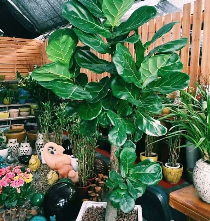 客厅养这三种花最合适(客厅放什么花好看又旺)