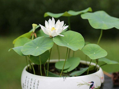 碗莲的种植方法水培(碗莲可以一直水养吗)