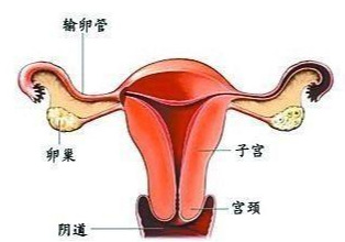 阴美白有好处吗(私处真的能美白紧致)