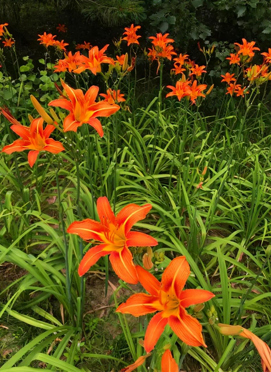 母亲节送什么花最合适(母亲节送什么花最合适)