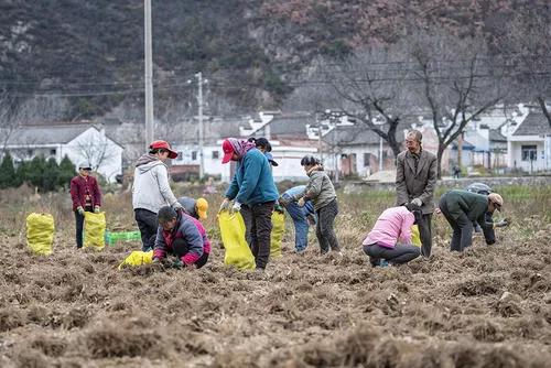 苍术的养殖方法(苍术的种植方法和技术) 苍术的养殖方法(苍术的种植方法和技术)