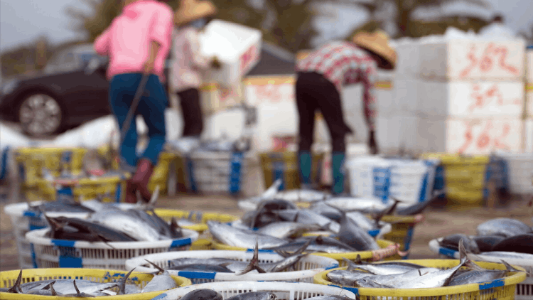 中国南极海上捕鱼船年捕鱼虾量2.6万吨，能赚2亿